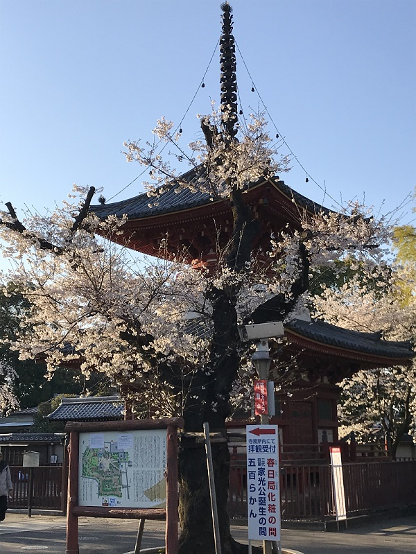 2020喜多院桜