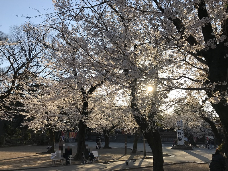 喜多院2020桜